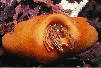  《永恒之夜》免费DLC“诅咒之坑”5月22日上线